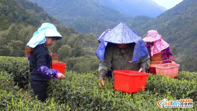 一芽知春，且饮新茶！在这里，蕉城茶人奏响最强音！-5.jpg