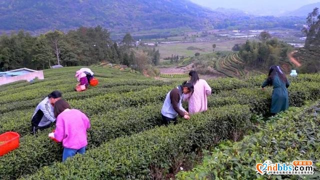 一芽知春，且饮新茶！在这里，蕉城茶人奏响最强音！-6.jpg