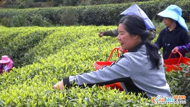 一芽知春，且饮新茶！在这里，蕉城茶人奏响最强音！-2.jpg