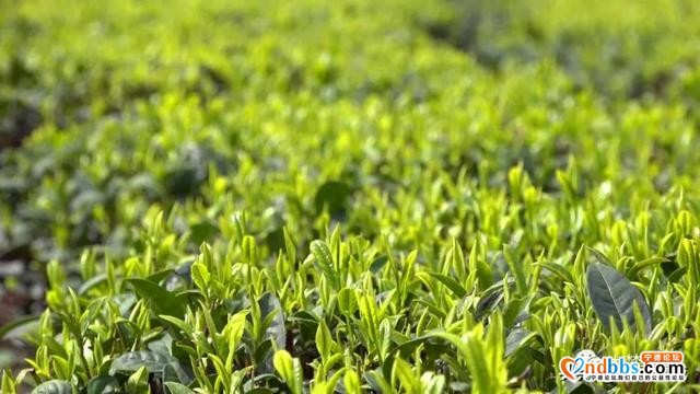 一芽知春，且饮新茶！在这里，蕉城茶人奏响最强音！-7.jpg