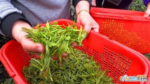 一芽知春，且饮新茶！在这里，蕉城茶人奏响最强音！-8.jpg