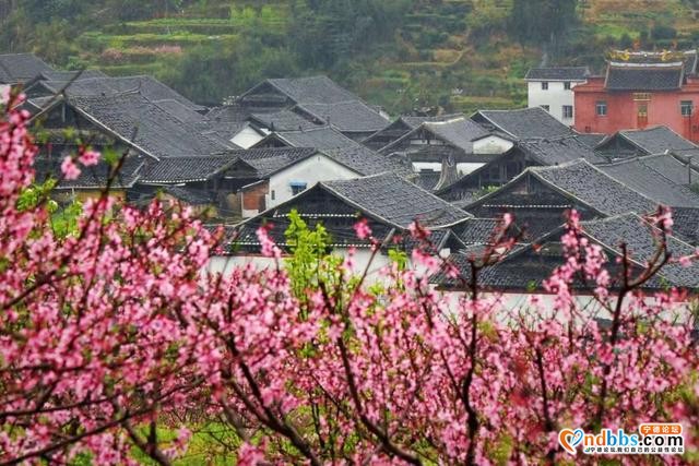 宁德福安：雾山映粉黛 晨起赏桃花-2.jpg