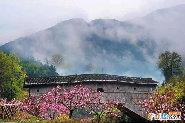 宁德福安：雾山映粉黛 晨起赏桃花-3.jpg