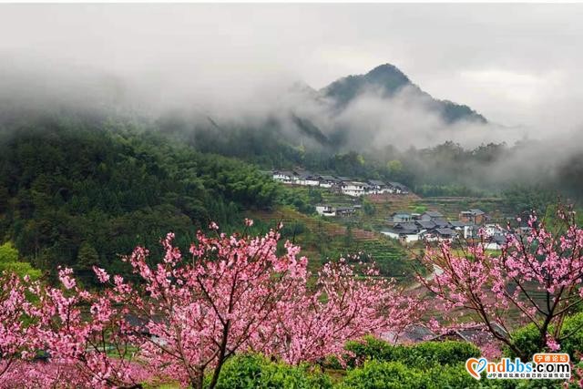 宁德福安：雾山映粉黛 晨起赏桃花-4.jpg