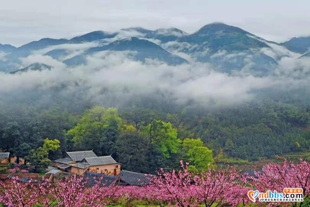 宁德福安：雾山映粉黛 晨起赏桃花-1.jpg