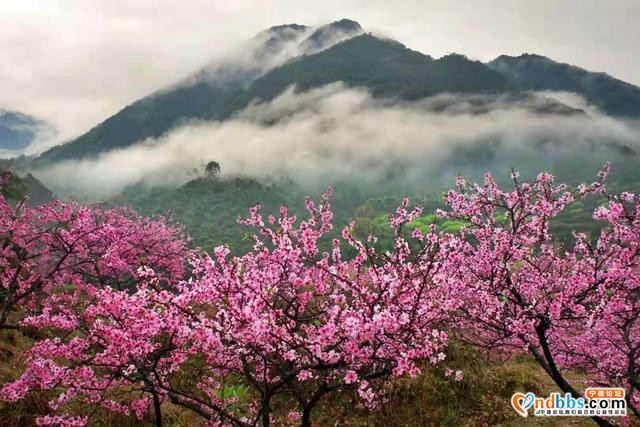 宁德福安：雾山映粉黛 晨起赏桃花-6.jpg