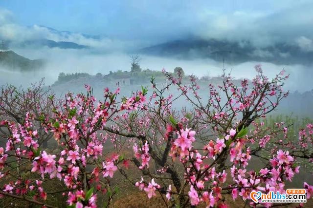 宁德福安：雾山映粉黛 晨起赏桃花-9.jpg