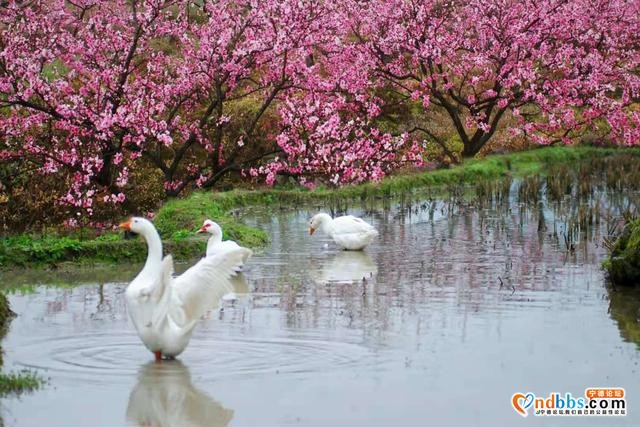 宁德福安：雾山映粉黛 晨起赏桃花-5.jpg