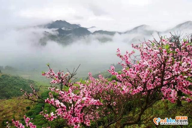 宁德福安：雾山映粉黛 晨起赏桃花-8.jpg