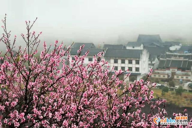 宁德福安：雾山映粉黛 晨起赏桃花-7.jpg