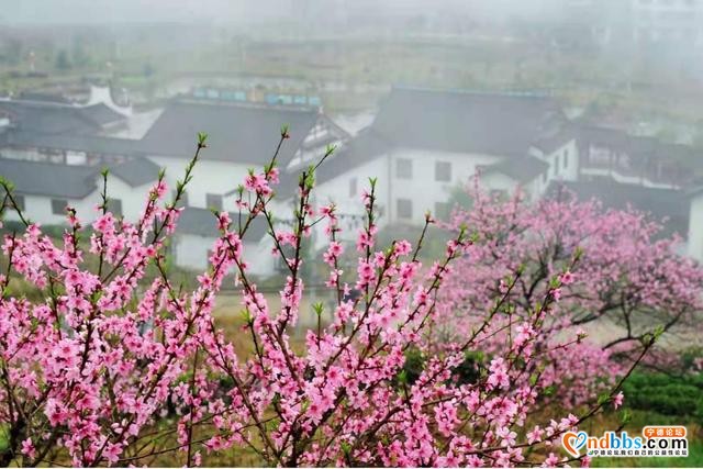 宁德福安：雾山映粉黛 晨起赏桃花-10.jpg