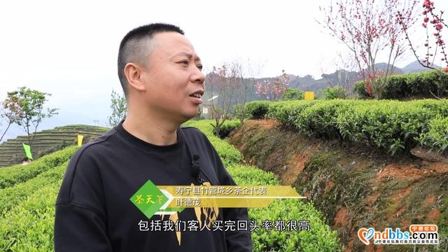 寿宁：2021年春茶开采，乡村振兴再添新助力-5.jpg