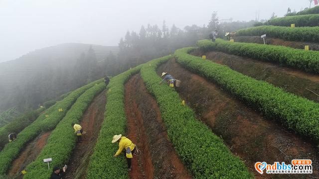 寿宁：2021年春茶开采，乡村振兴再添新助力-4.jpg