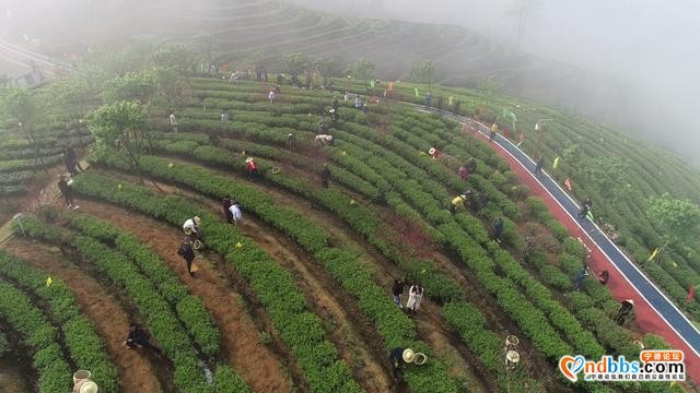 寿宁：2021年春茶开采，乡村振兴再添新助力-6.jpg