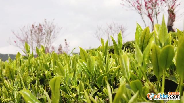 寿宁：2021年春茶开采，乡村振兴再添新助力-7.jpg