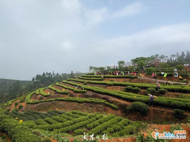 垅上茶乡飘香！寿宁这个开茶节有韵味-5.jpg