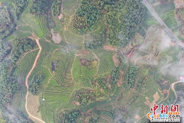 “中国名茶之乡”福建寿宁举办开茶节 促进茶旅融合发展-1.jpg