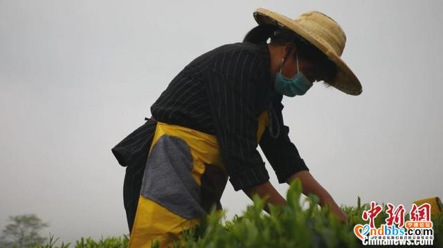 “中国名茶之乡”福建寿宁举办开茶节 促进茶旅融合发展-2.jpg