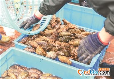 霞浦：小小海参 产业富民-2.jpg