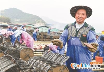 霞浦：小小海参 产业富民-1.jpg