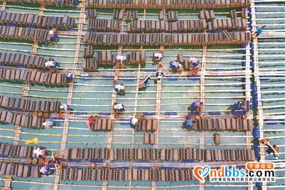 霞浦：小小海参 产业富民-5.jpg