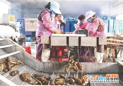 霞浦：小小海参 产业富民-4.jpg