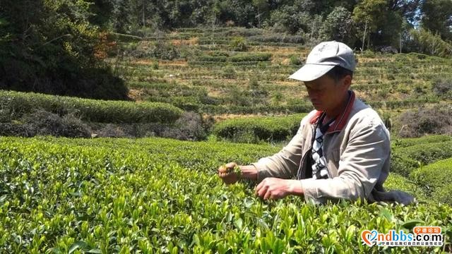 茶乡新韵！赤溪龟山茶飘香，新芽出绿采摘忙~-2.jpg