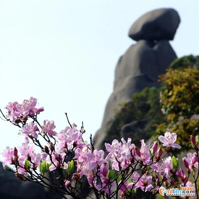 以花的名义去这座山赴一场“烂漫”之约-19.jpg