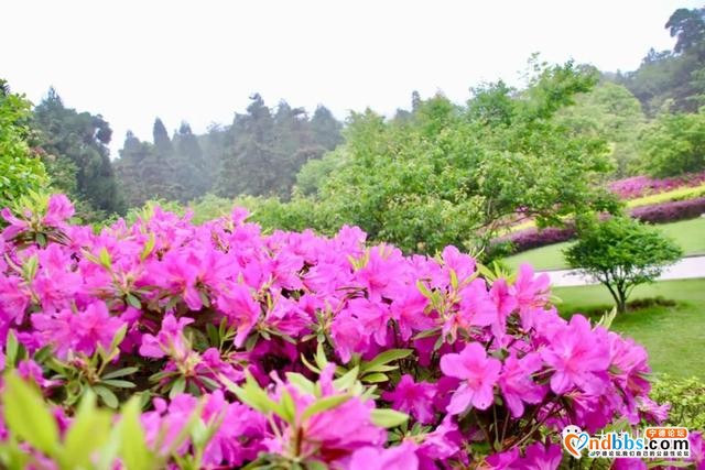以花的名义去这座山赴一场“烂漫”之约-16.jpg