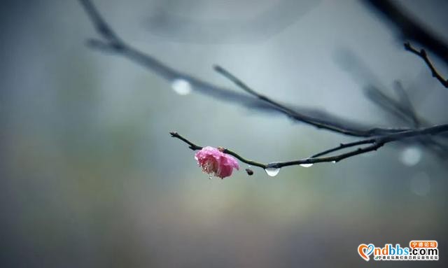 以花的名义去这座山赴一场“烂漫”之约-24.jpg