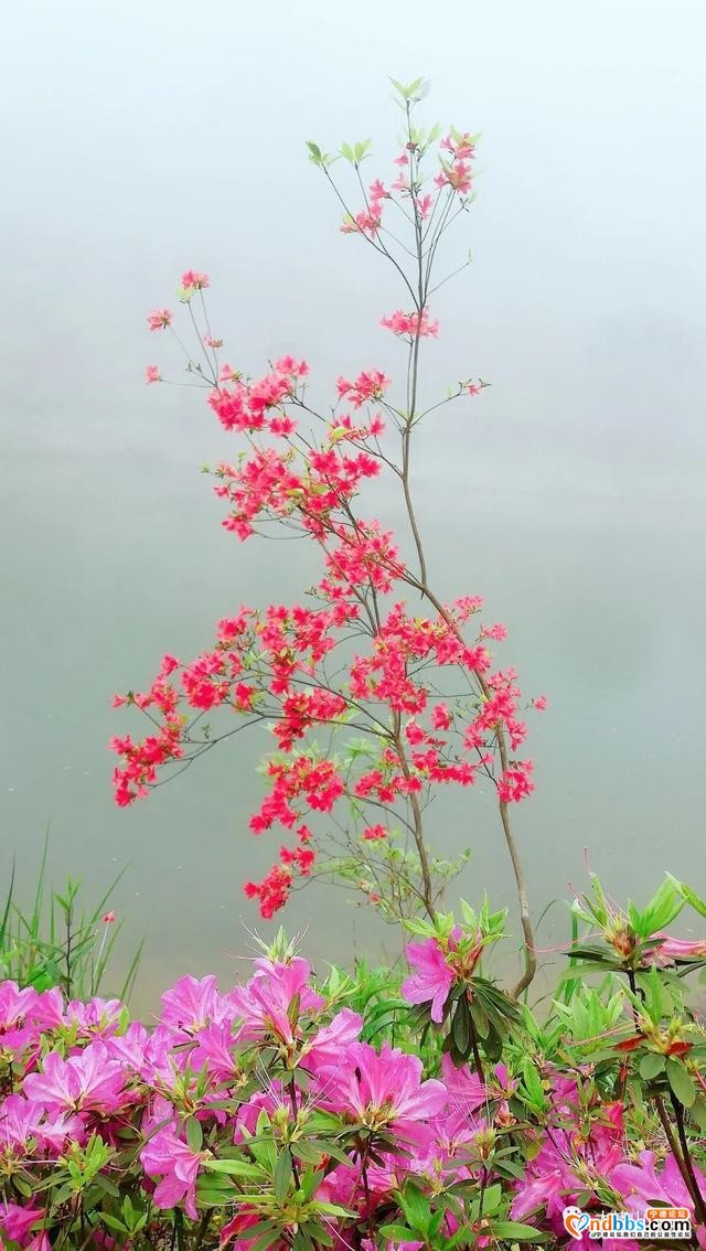 以花的名义去这座山赴一场“烂漫”之约-29.jpg