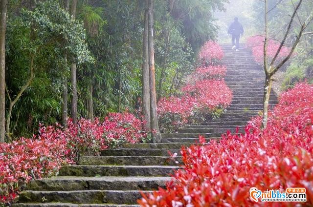 宁德丨赏樱花何必去远方，这座山就能满足你“雾里看花”的诗意之美-16.jpg