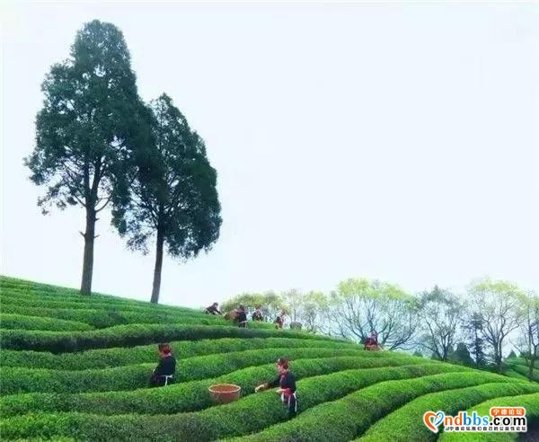 宁德市蕉城区畲韵， 以曲为纸，以词为笔的畲家延续-5.jpg