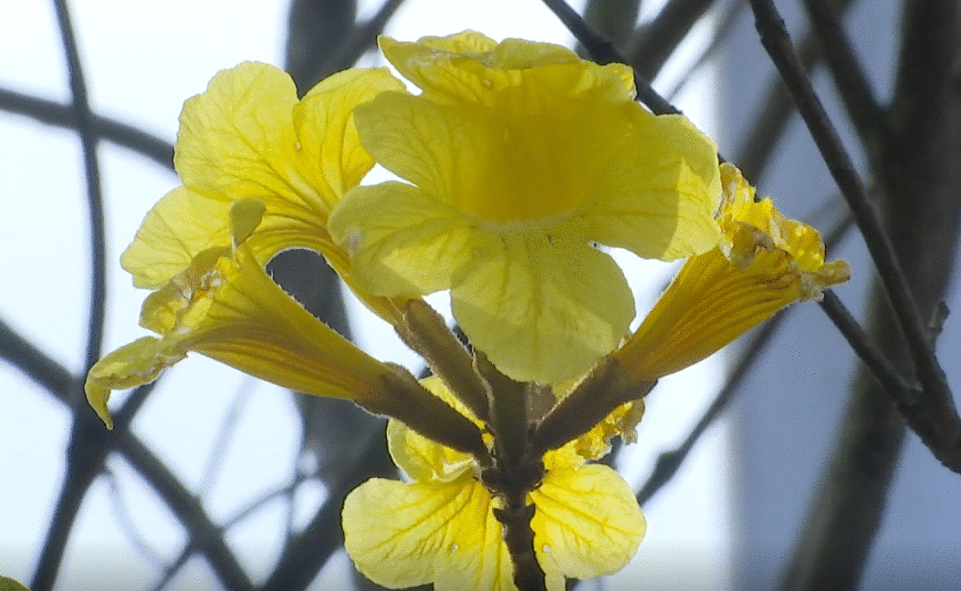 这里的黄花风铃木惊艳绽放，花期短暂，快来打卡-2.jpg