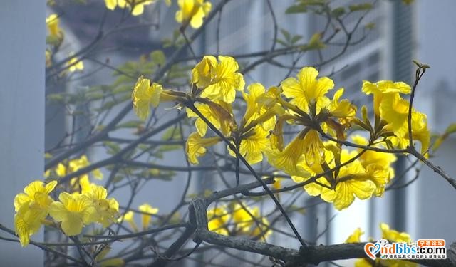 这里的黄花风铃木惊艳绽放，花期短暂，快来打卡-6.jpg