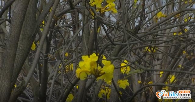 这里的黄花风铃木惊艳绽放，花期短暂，快来打卡-9.jpg