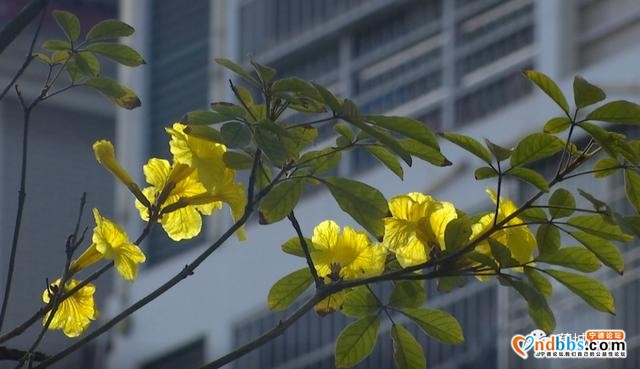 这里的黄花风铃木惊艳绽放，花期短暂，快来打卡-12.jpg