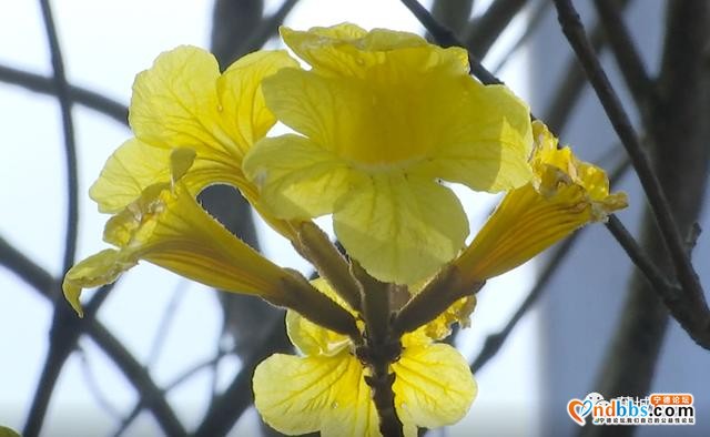 这里的黄花风铃木惊艳绽放，花期短暂，快来打卡-13.jpg