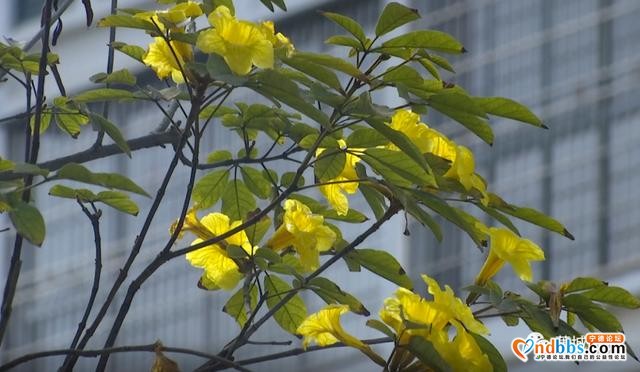 这里的黄花风铃木惊艳绽放，花期短暂，快来打卡-10.jpg