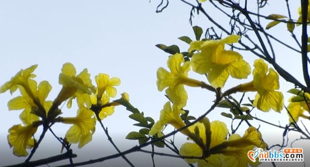 这里的黄花风铃木惊艳绽放，花期短暂，快来打卡-8.jpg