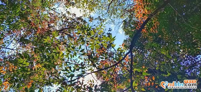 每日一景 | 宁德柘荣：“醉”于“游朴故里”-5.jpg