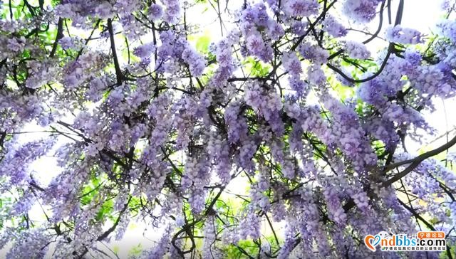 蕉城这个地方的紫藤花开啦，那一抹浪漫紫梦幻了春天-9.jpg