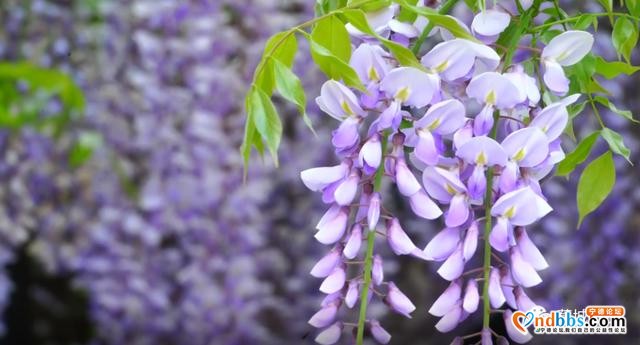 蕉城这个地方的紫藤花开啦，那一抹浪漫紫梦幻了春天-5.jpg
