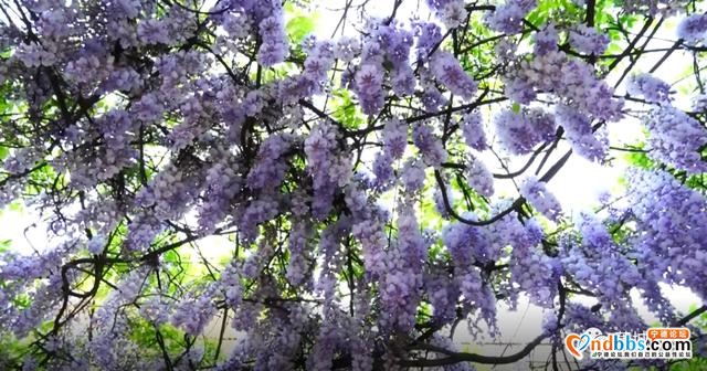 蕉城这个地方的紫藤花开啦，那一抹浪漫紫梦幻了春天-10.jpg