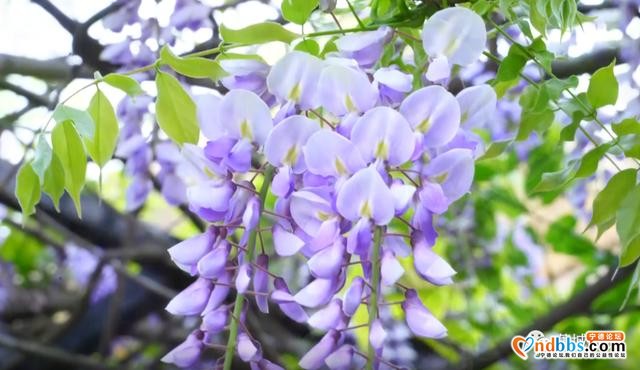 蕉城这个地方的紫藤花开啦，那一抹浪漫紫梦幻了春天-6.jpg