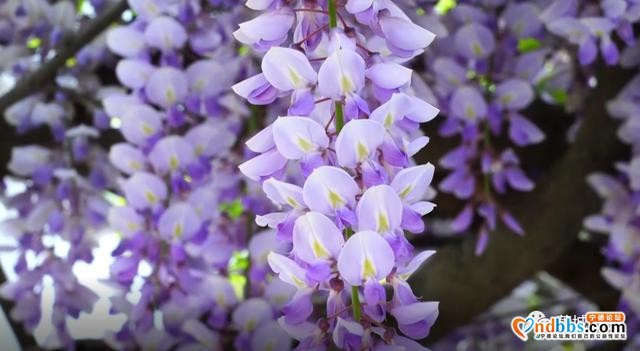 蕉城这个地方的紫藤花开啦，那一抹浪漫紫梦幻了春天-7.jpg