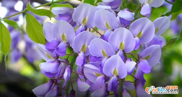 蕉城这个地方的紫藤花开啦，那一抹浪漫紫梦幻了春天-11.jpg