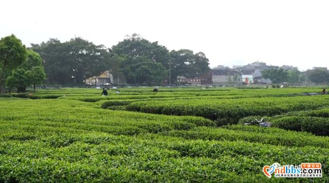 又是一年茶飘香！蕉城13万亩春茶开采，茶企茶农生产忙-2.jpg