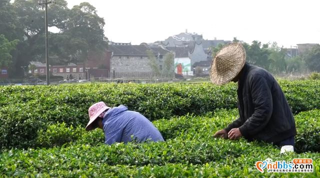 又是一年茶飘香！蕉城13万亩春茶开采，茶企茶农生产忙-3.jpg