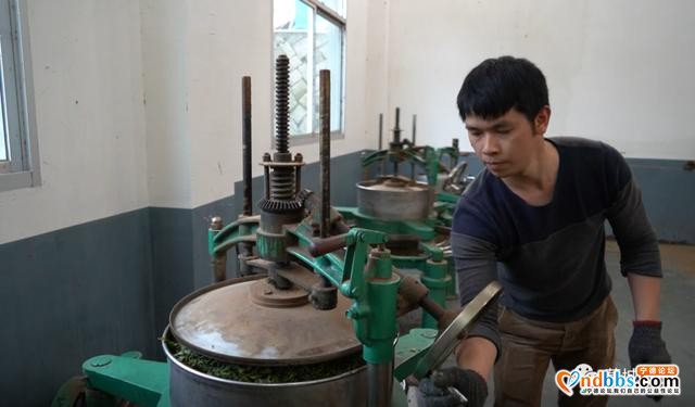 又是一年茶飘香！蕉城13万亩春茶开采，茶企茶农生产忙-5.jpg